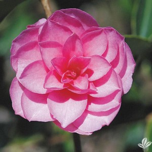 Chansonette Sasanqua Camellia, Camellia hiemalis 'Chansonette'